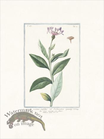 Bonelli 682 mountain cornflowe